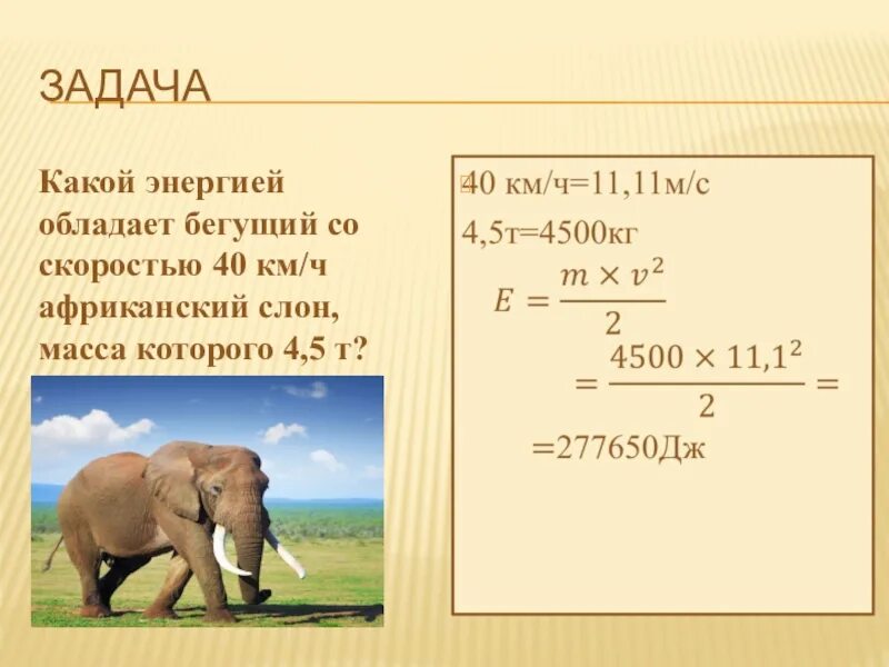 Скорость слона км/ч. Масса африканского слона. Скорость бега слона. Слон скорость слона. Средняя скорость медведя при беге