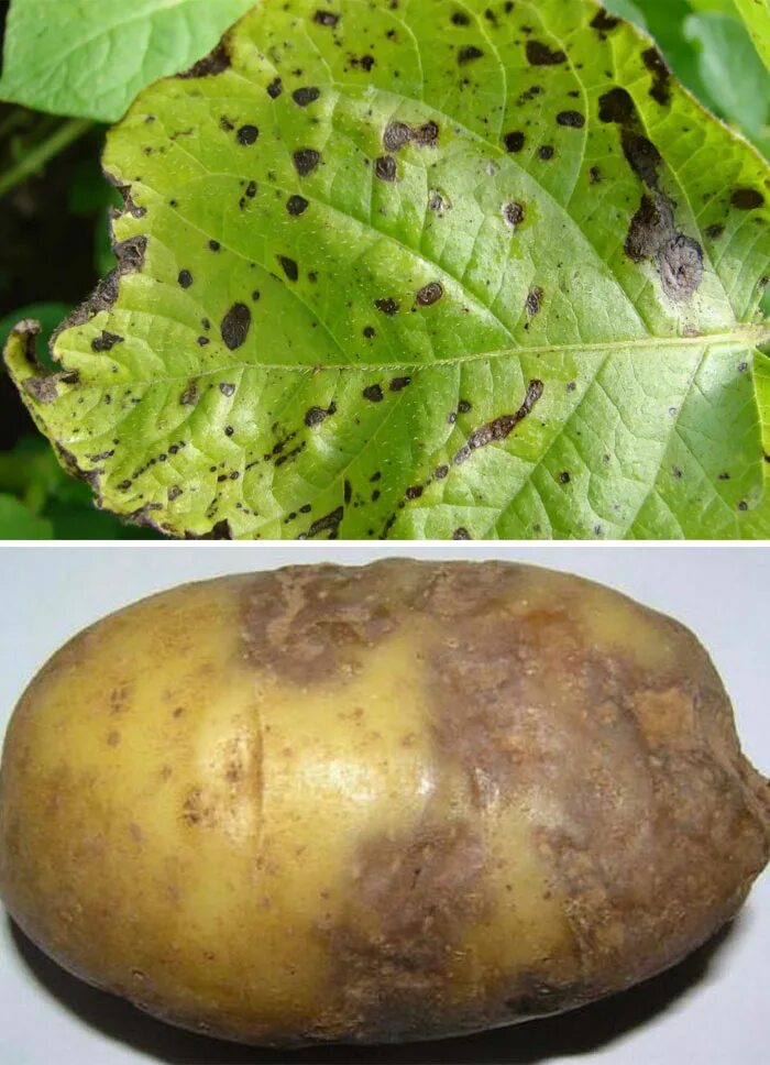 Картофель устойчивый к фитофторе. Черная парша (ризоктониоз). Фитофтороз, альтернариоз. Фитофтороз и альтернариоз картофеля.