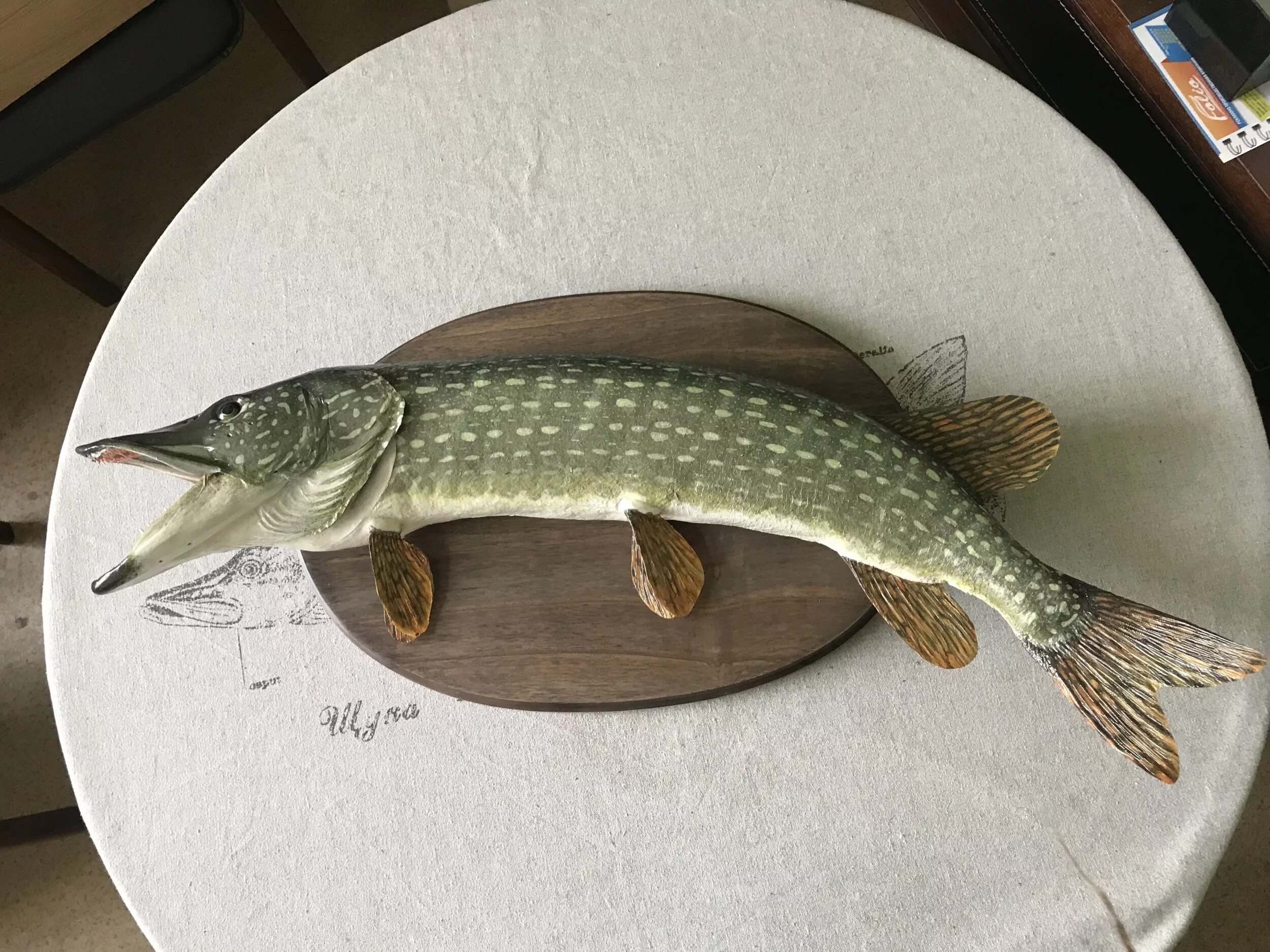 щучья голова чучело. чучело рыбы. чучело из головы щуки. подставки для чучела щуки. голова щуки таксидермия.