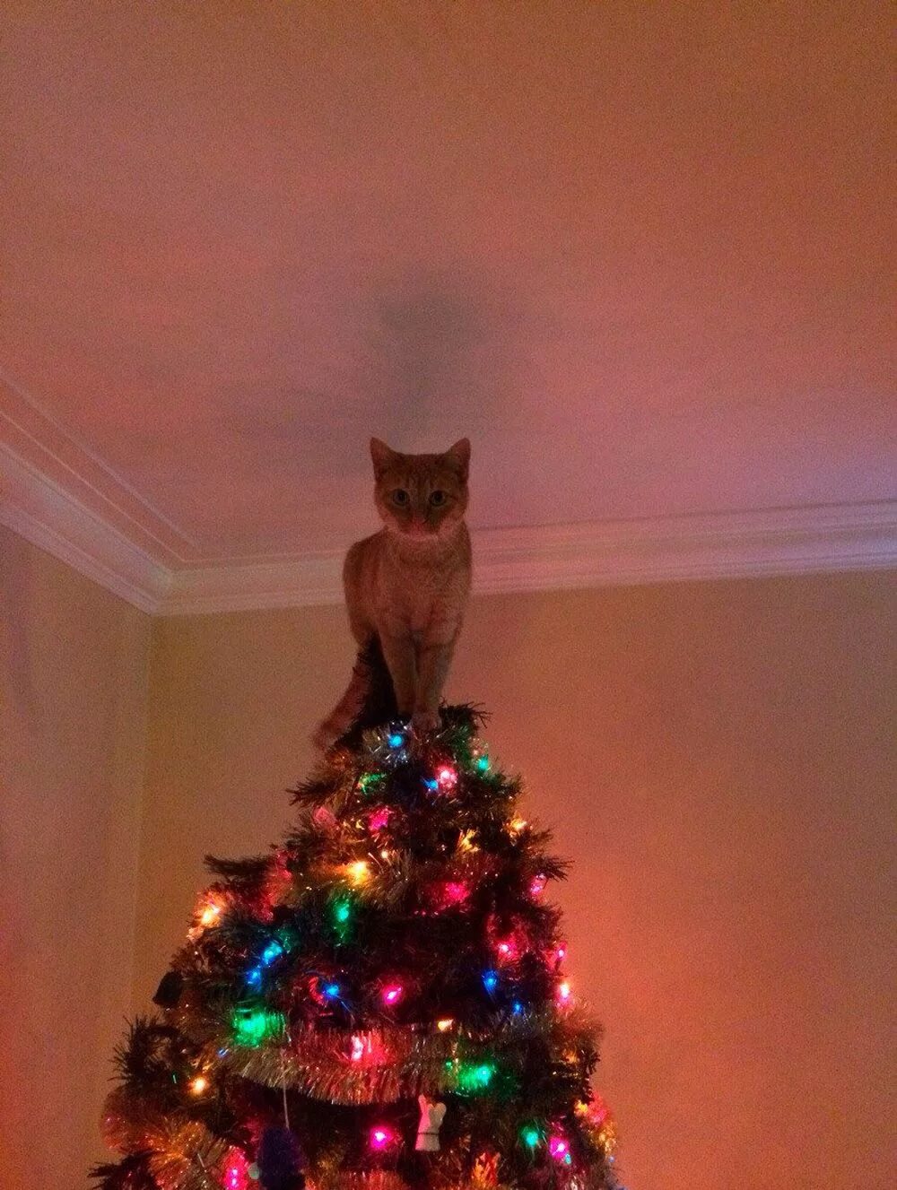 Коты и елки. Кошка и елка. Коты и новогодние елки. Кот и Новогодняя елка.
