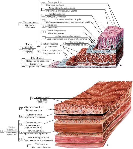 Строение стенки ЖКТ анатомия. Оболочки стенки желудка анатомия. Строение серозной оболочки желудка. Послойное строение стенки живота.