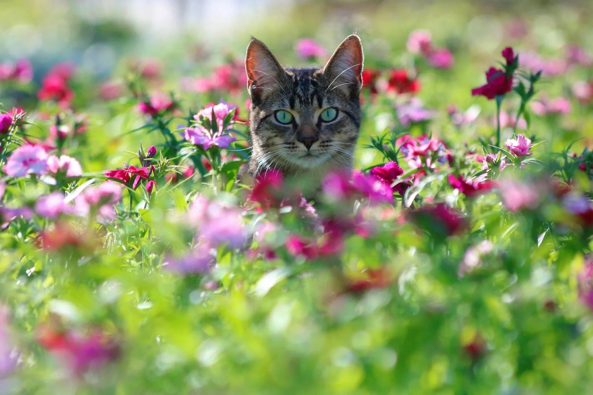 Котик летом