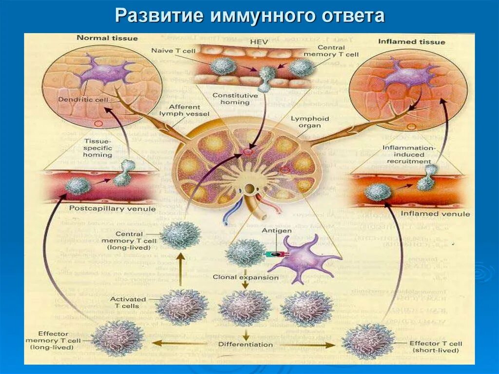 Иммунный глаз. Схема развития иммунной системы. Иммунная система кластер. Формирование иммунного ответа. Органы иммунитета.