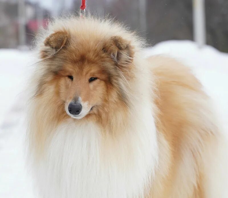 Бояркина екатерина александровна оренбург. Тестирование поведения собак. Ркф т1. Ркф т1. Ркф т1.