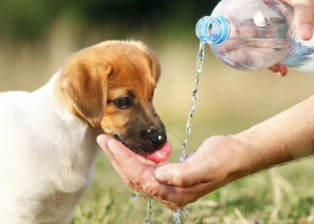 Собака приходит на помощь. Вода для животных. Собака пьет воду. Собака пьет воду в жару. Бездомные животные в жару.