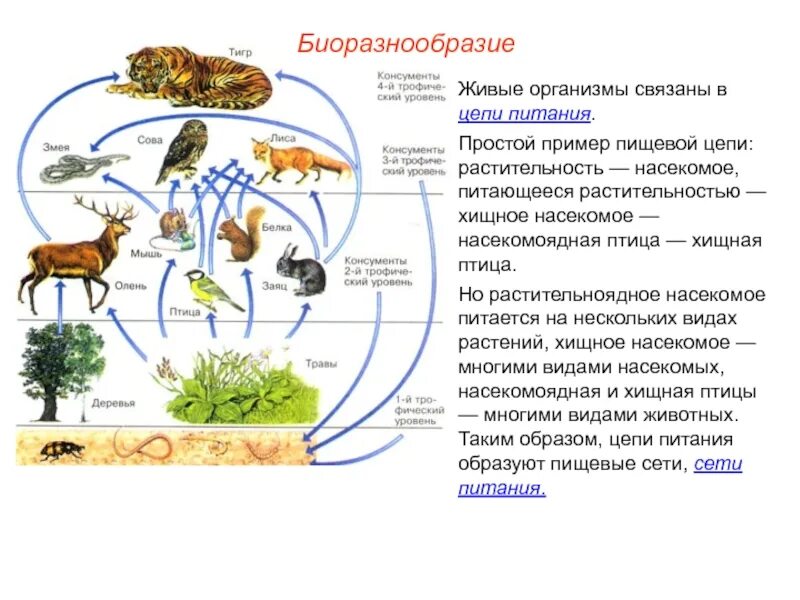 Цепь питания филина