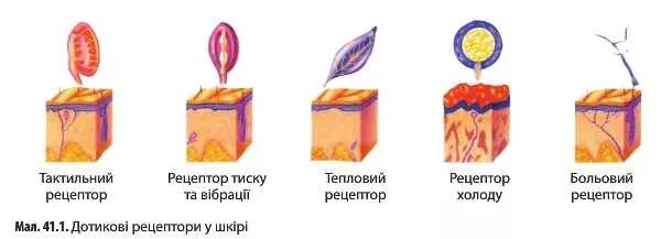 Рецепторы кожи температурные осязательные болевые. Тактильные рецепторы кожного анализатора. Тактильные рецепторы и терморецепторы кожи. Рецепторы температурной сенсорной системы.