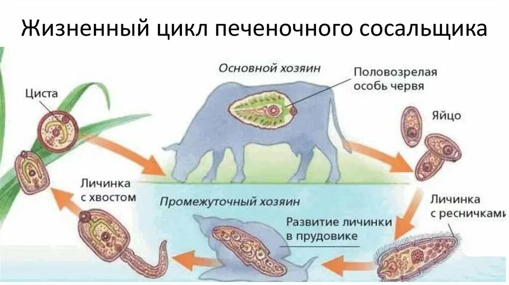 Печеночный сосальщик впр. Циклы развития паразитических плоских червей. Цикл развития печеночного сосальщика циста. Цикл развития плоских червей паразитов. Плоские черви цикл размножения.