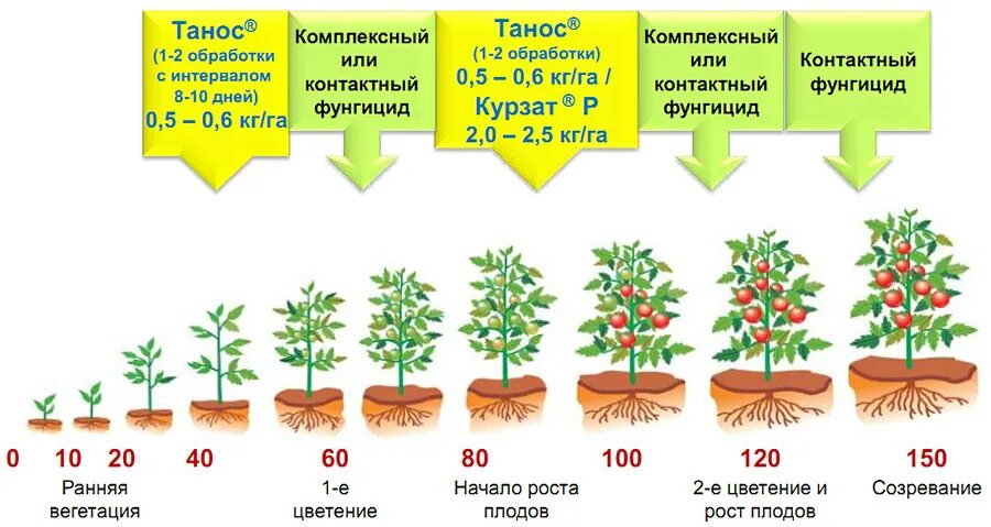 На рынке грунтовых томатов в стране z. Схема защиты томата. Томат защищенного грунта. Система защиты томатов в открытом грунте. Защита томатов в закрытом грунте.