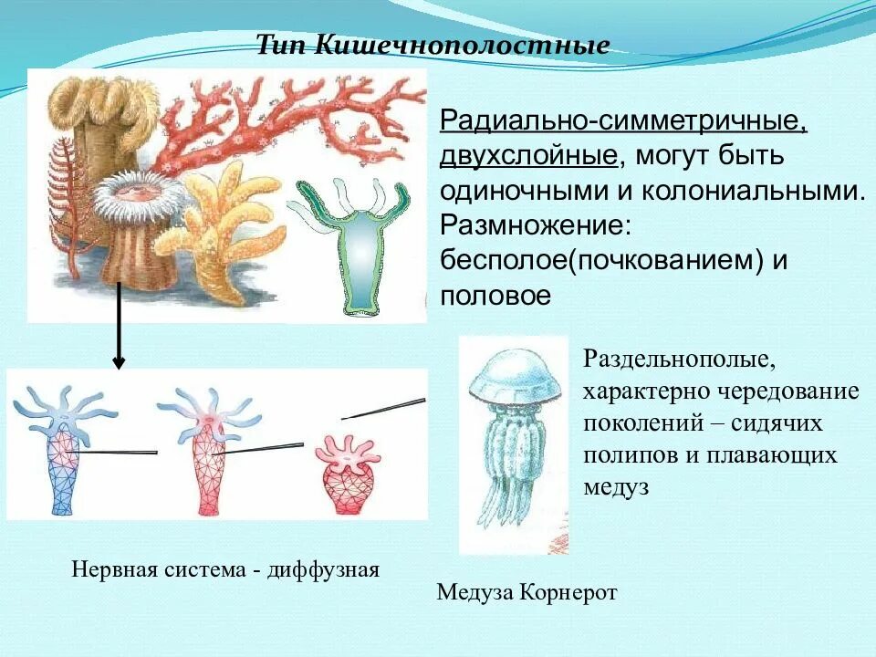 Нервная система диффузного типа характерна для
