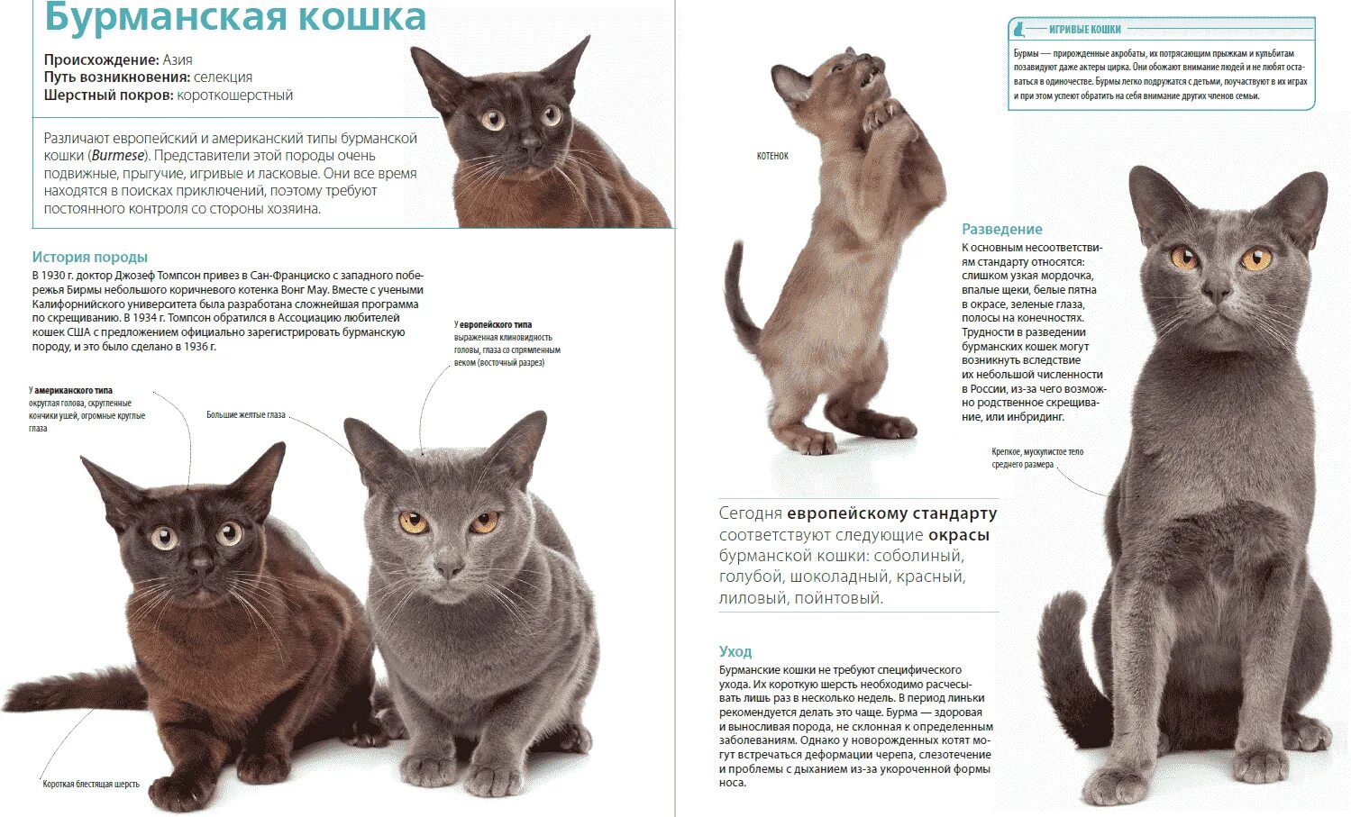 Европейская Бурма стандарты породы. Бурманская кошка стандарты породы. Европейская Бурма кошка. Европейская Бурма кошка описание.