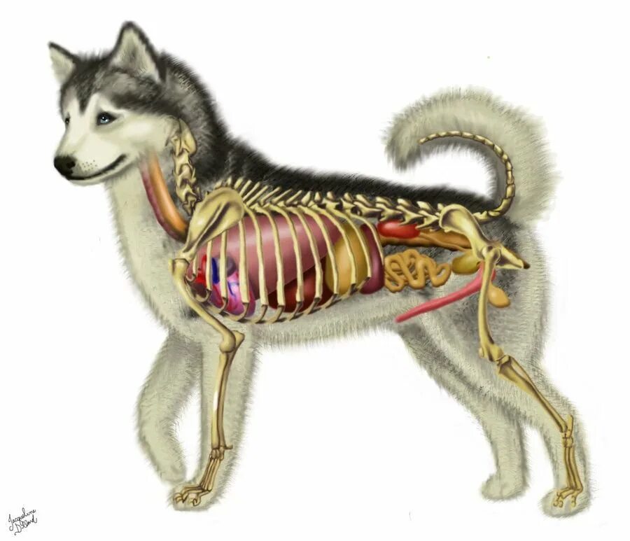 Строение собаки. Анатомия собаки. Строение органов собаки. Анатомия собаки внутренние органы.