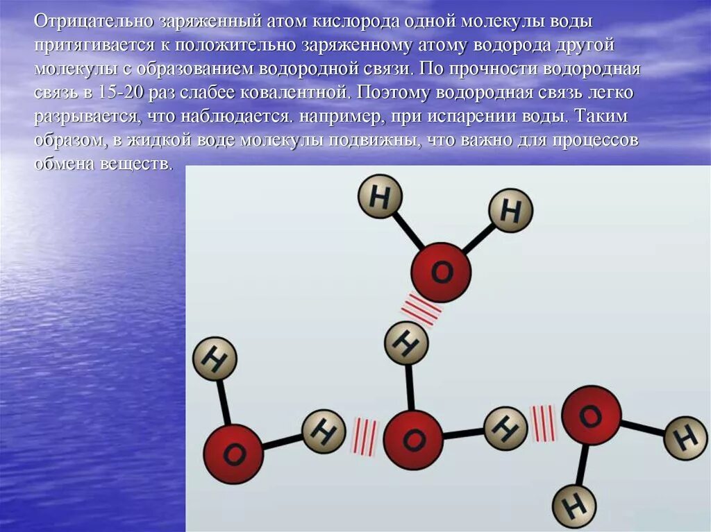 Атом представляет собой положительно заряженный шар. Отрицательно заряженный атом. Положительно заряженный атом. Атом кислорода. Молекула воды положительный и отрицательный заряд.