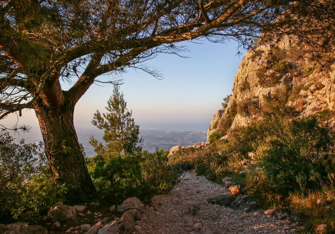тропа алекс. экотропа королевский бор. лесная тропа геншин. хайкинг тропа. тропа алекс.