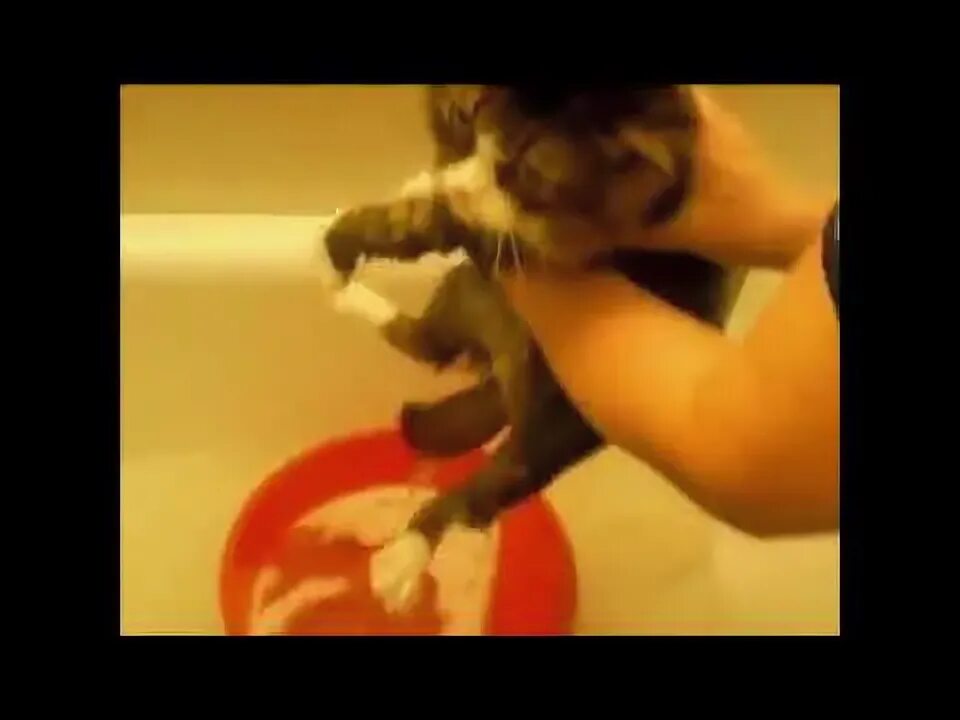Видео матерится во время. Говорящие коты матерятся. Кот ругается матом в ванной. Кот матюкается. Коты матерятся матом.