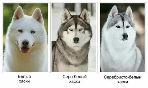 Отличие собака