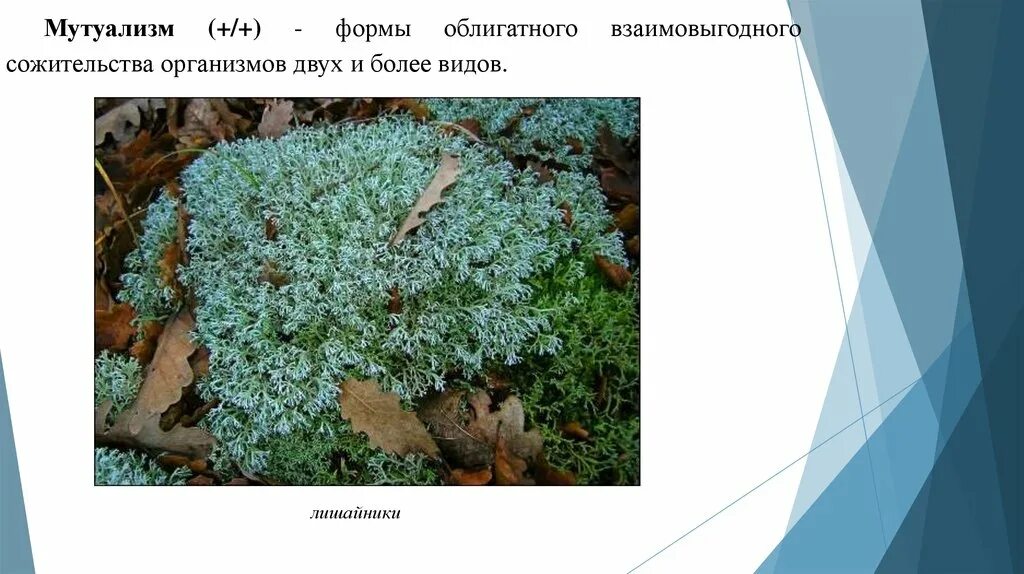 Кладония ягель. Лишайники это сожительство. Кладонии ягель лишайник. Лишайник это симбиоз. Грибы лишайники.