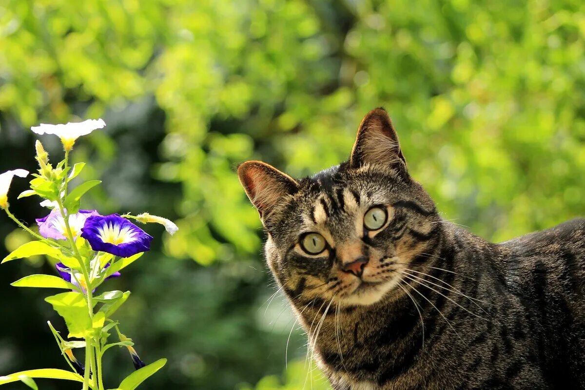 Весенняя кошка. Кошки и цветы.