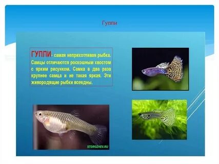 Сколько рыбы могут жить без еды
