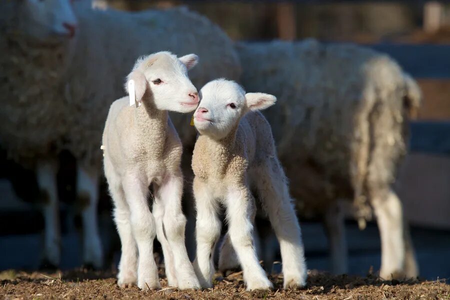 Недельный ягненок. Ягненок. Молодняк овец. Маленький ягненок. Милые овцы.
