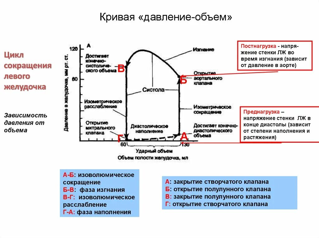 Петля давление объем. Кривая давление объем. График изменения давления в левом желудочке. Кривая объем давление для сердца.