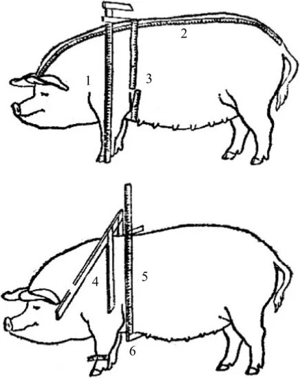 Промеры КРС бонитировка. Схема промеров КРС. Точки взятия промеров у свиней. Измерение свиней промеры. Измерение свиней