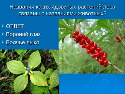 Несъедобные лесные растения