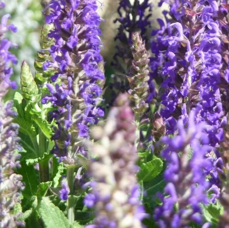 Шалфей дубравный (salvia nemorosa). Шалфей дубравный сальваторе. Шалфей дубравный сальвадор. Сальвия / шалфей дубравный блаухугель / блю хилл. Шалфей дубравный блаухугель.