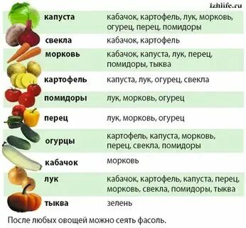 Можно садить чеснок после перца. Можно садить чеснок после перца