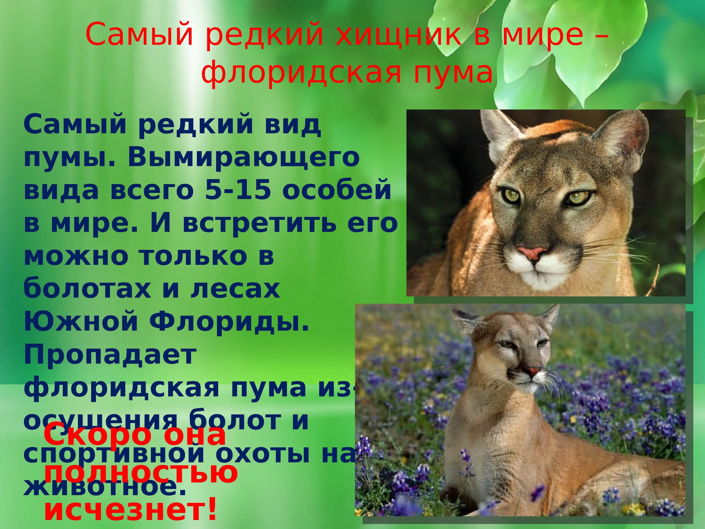 Краткое сообщение о животных. Самый редкий хищник в мире флоридская пума. ареал обитания флоридской пумы. флоридская пума доклад. краткое сообщение о животных из красной книги.