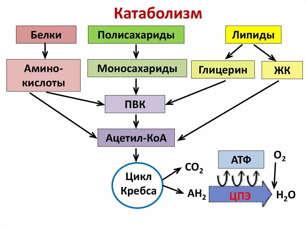 Распад белка в организме. Схема катаболизма и анаболизма микробной клетки. Катаболизм липидов этапы. Схема катаболизма пищевых веществ. Общая схема катаболизма питательных веществ.