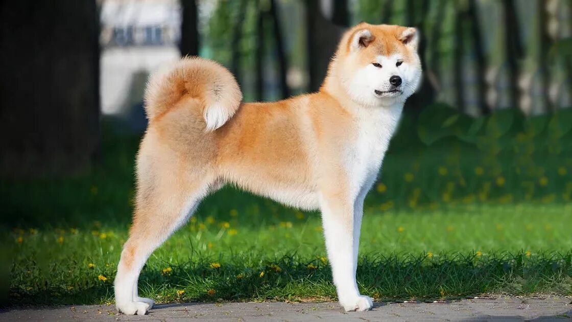 Какие породы ину. Акита-ину. Японская лайка Акита ину. Порода собаки Акито ино. Порода Хатико Акита-ину.