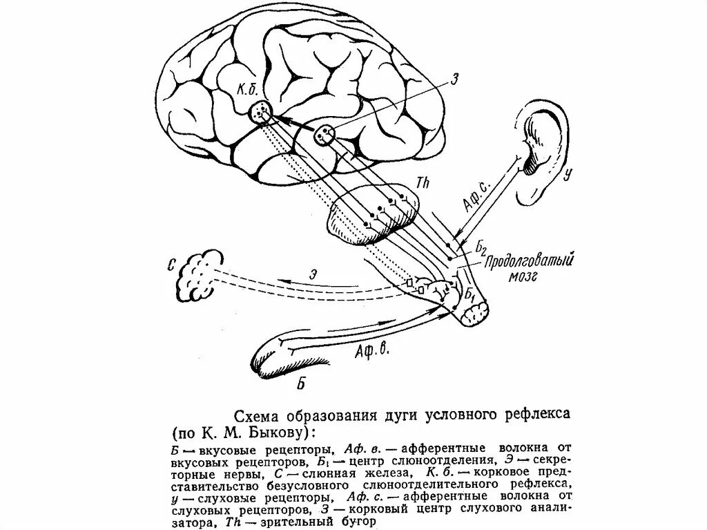 Формирование безусловного рефлекса