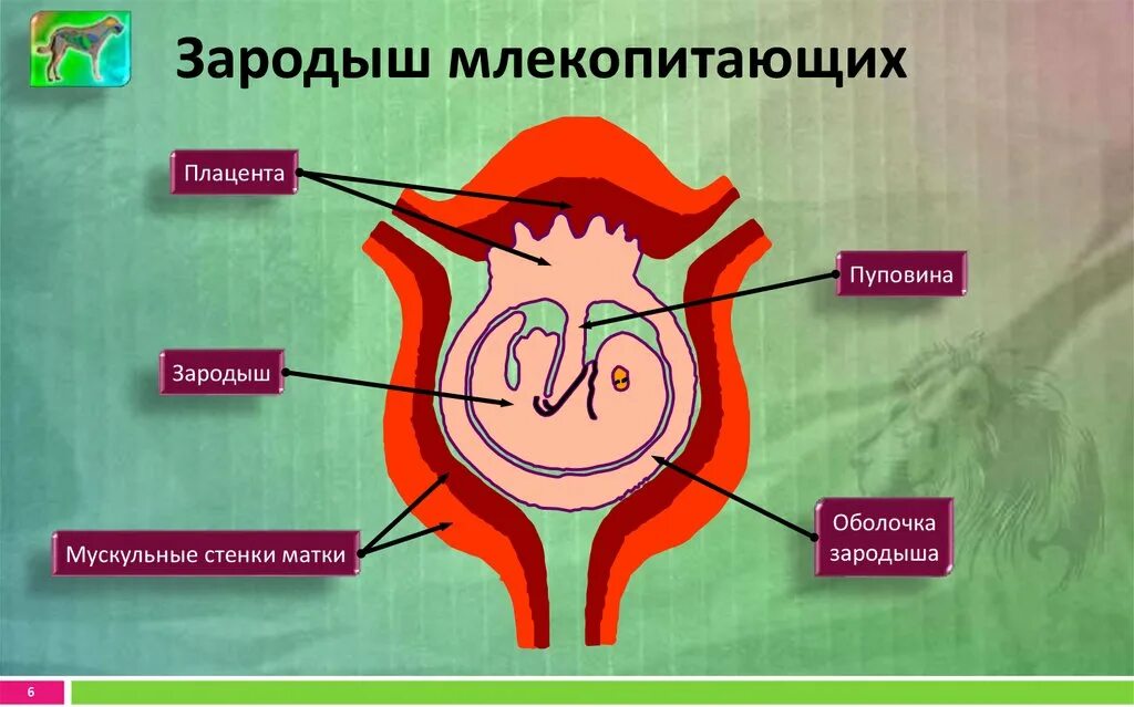 Где и как развивается плод млекопитающих. Плацента млекопитающих. Зародыш в матке млекопитающих. Схема развития зародыша млекопитающих. Эмбрион плацентарных млекопитающих.