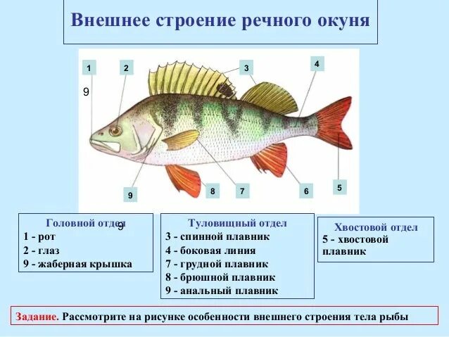 Направление течения воды рыбы определяют. Речной окунь строение тела. Внешнее строение рыбы окунь. Внешнее строение речного окуня. Наружное строение речного окуня.