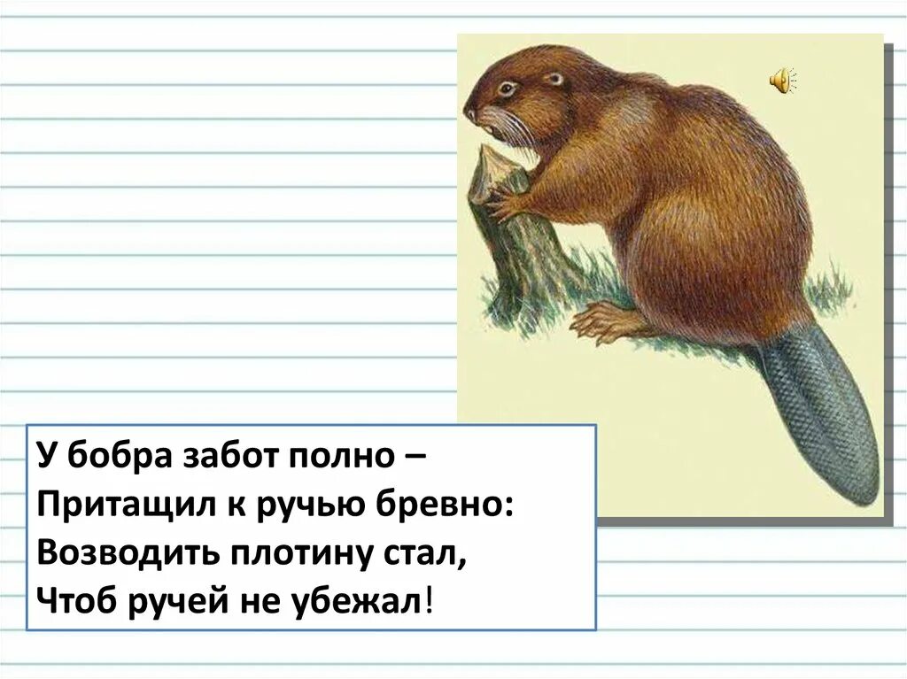 Загадка про бобра. Загадки про Бобров. Загадка о бобрах. Загадки о бобрах для детей.