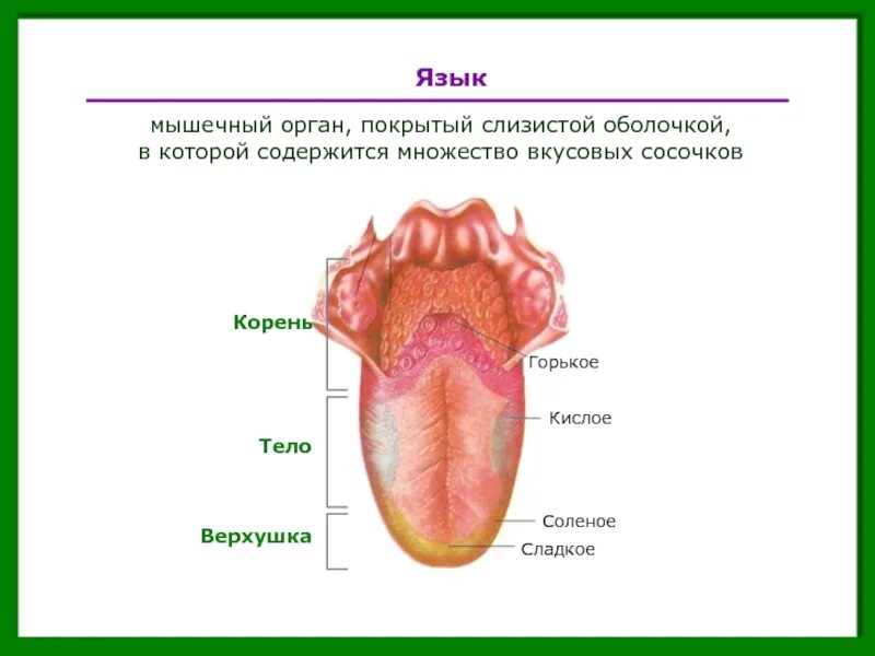 Строение языка человека снизу. Строение языка у человека вид сбоку. Корень языка схема человек. Строение языка снизу схема.