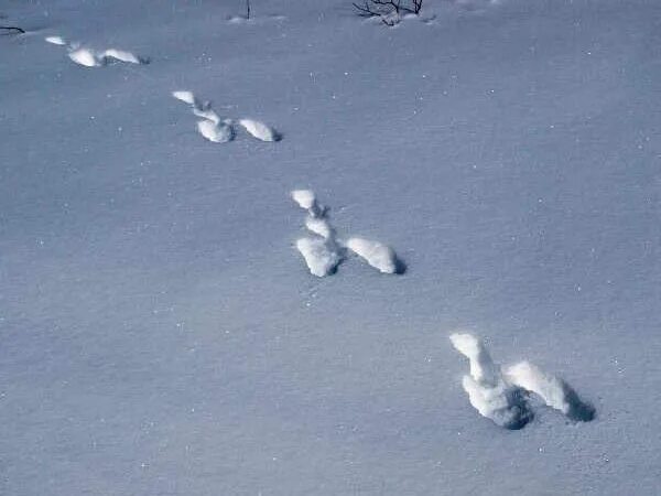 Видны заячьи следы. Заячьи следы на снегу. Заячий след на снегу направление. Заячьи следы на снегу предложение. Следы зайца на снегу фото 2 класс.