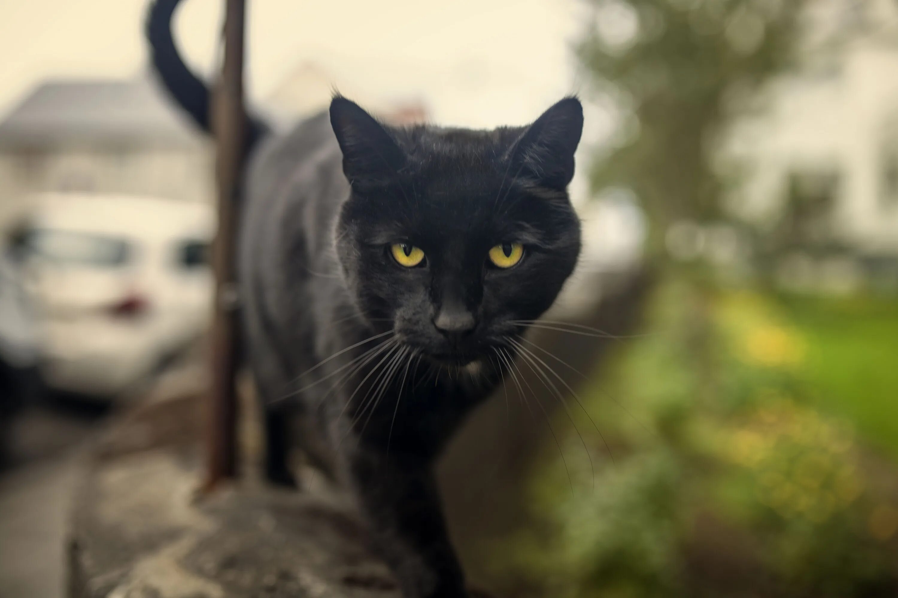 Типаж black cat это