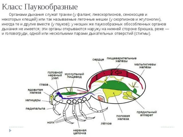 Тест паукообразные 7 класс. Дыхательная система паука сенокосца. Легочные мешки у паукообразных. Строение дыхательной системы паукообразных. Трахеи у паукообразных.