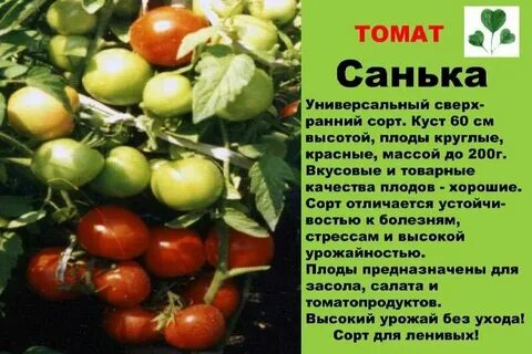 Сорт помидор санька отзывы описание сорта