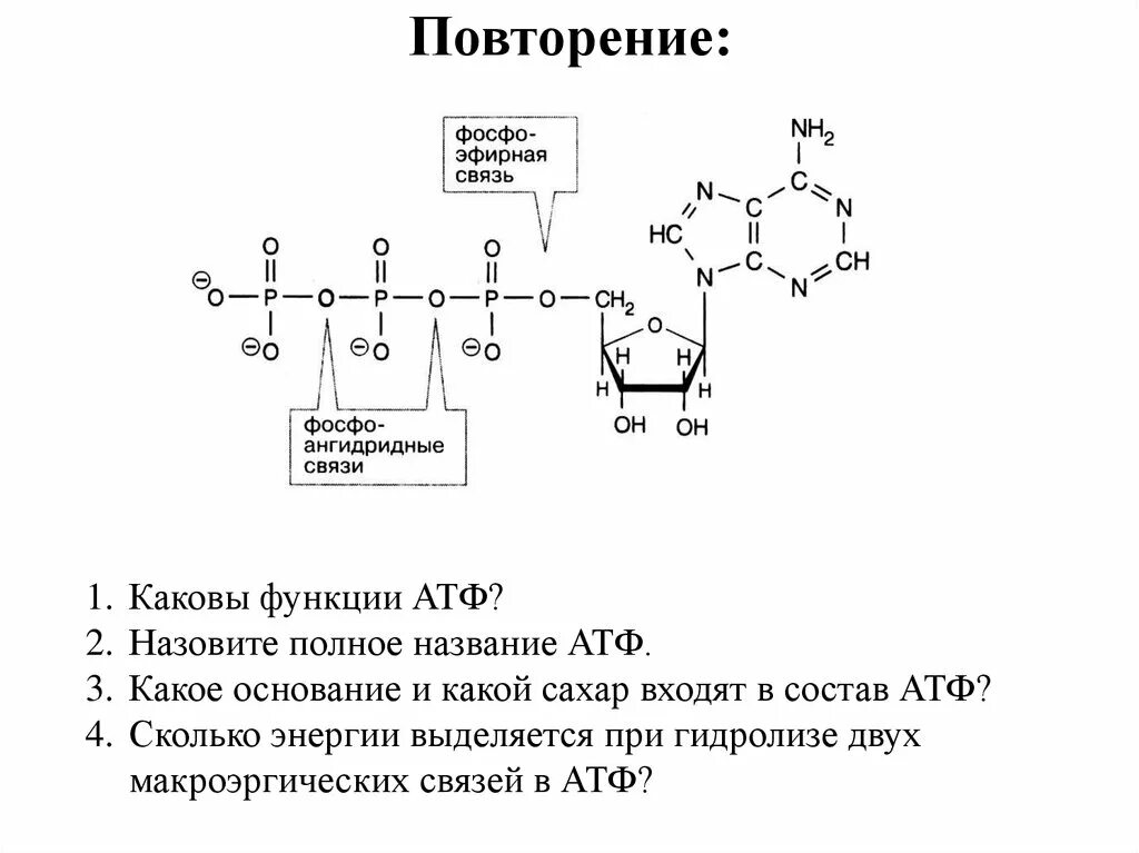 Углевод входящий в атф. Ангидридная связь в АТФ. Фосфоангидридная связь в молекуле АТФ. Макроэргическая связь в АТФ. Макроэргические соединения.