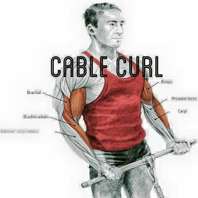 Curl config. Cable biceps curl. high cable curls. cable curls for biceps. curl в фитнесе.