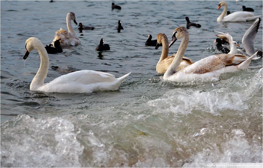 орнитологический заповедник лебяжьи острова. лебяжьи острова в крыму. орнитологический заповедник лебяжьи острова. орнитологический заповедник лебяжьи острова. лебединое озеро в крыму евпатория.