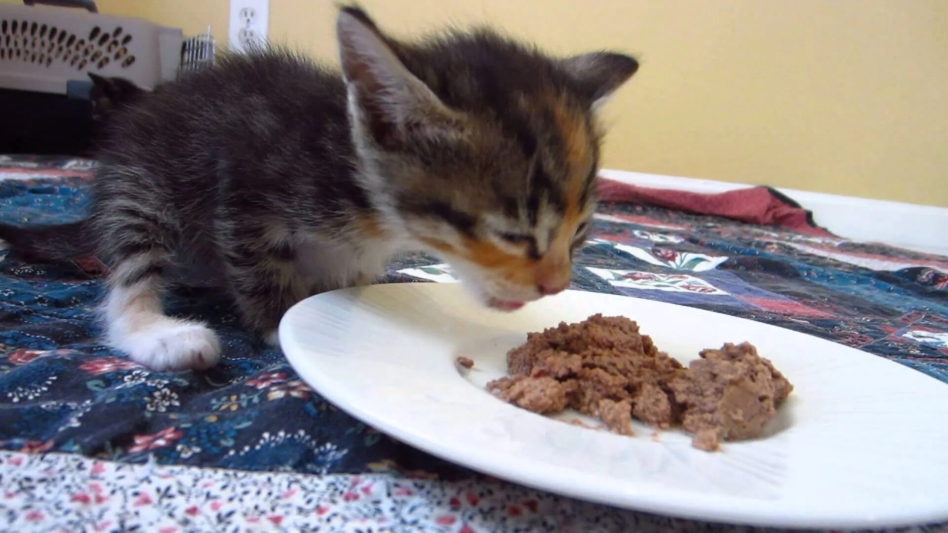 Можно котам гречку