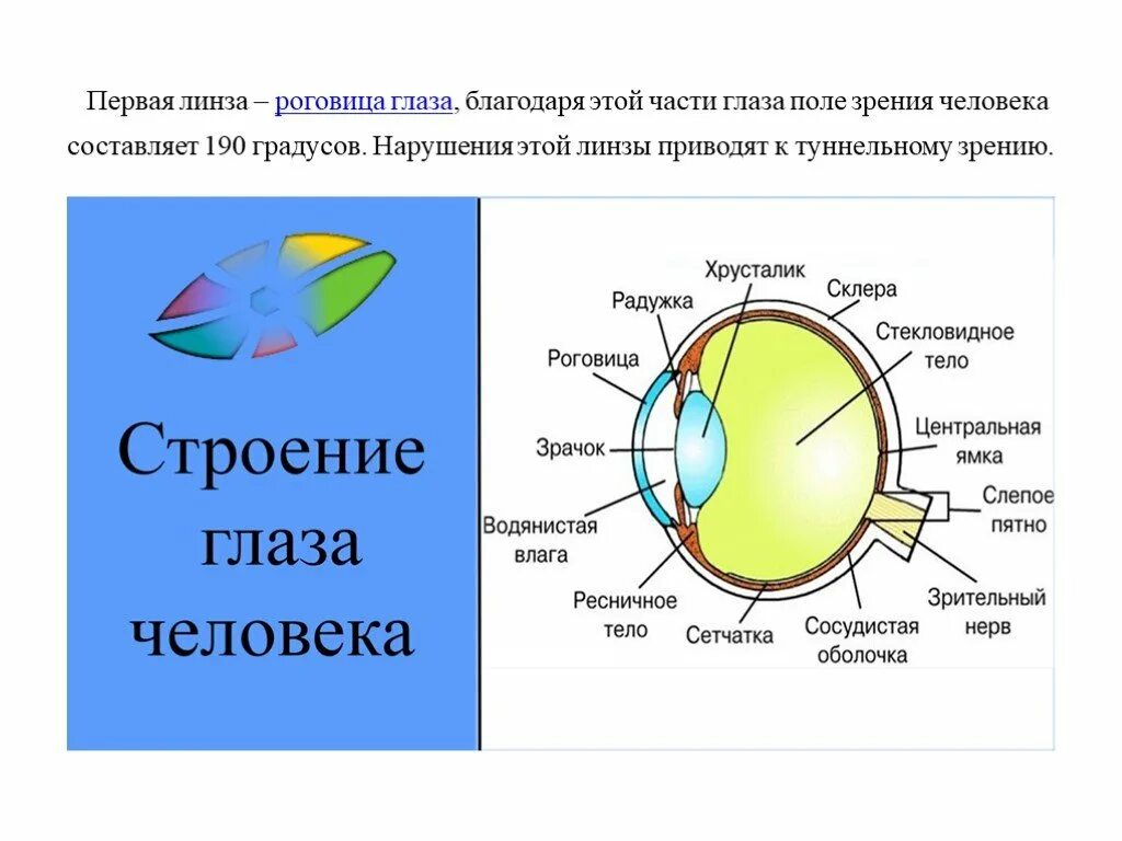 Из чего состоит человеческий глаз. Роговица глаза схема. Строение глаза человека схема. Строение человеческого глаза. За зрачком в органе зрения человека находится