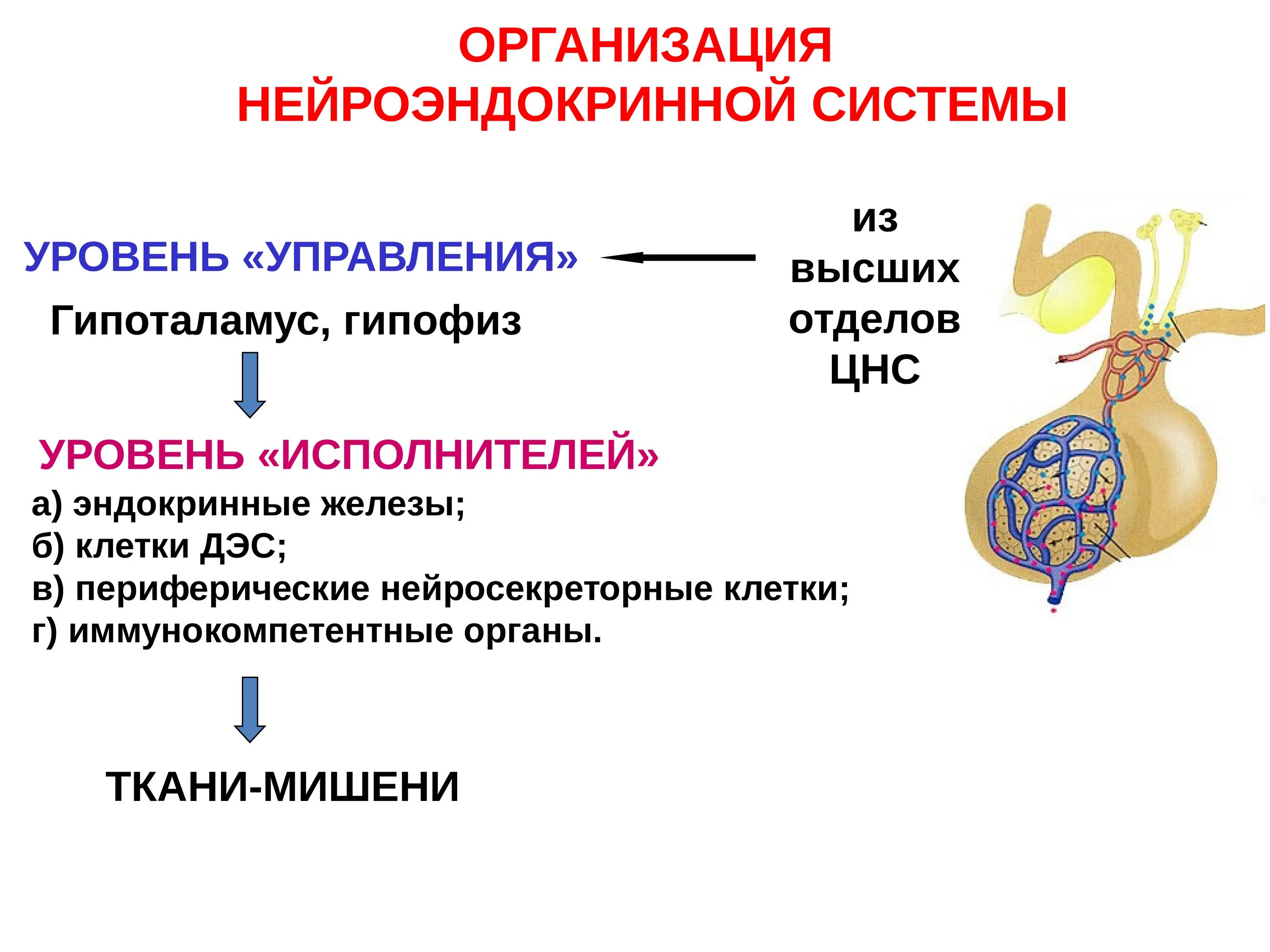 .Система желез внутренней секреции. Функции. Клетки эндокринной системы гипофиз. Железы внутренней секреции клетки. Эндокринные железы и эндокринные клетки.