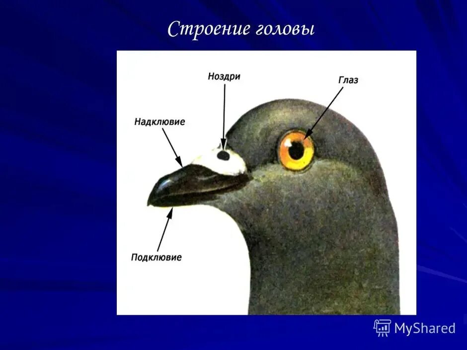 Строение птицы. Строение клюва голубя. Органы на голове птицы. Строение головы голубя.