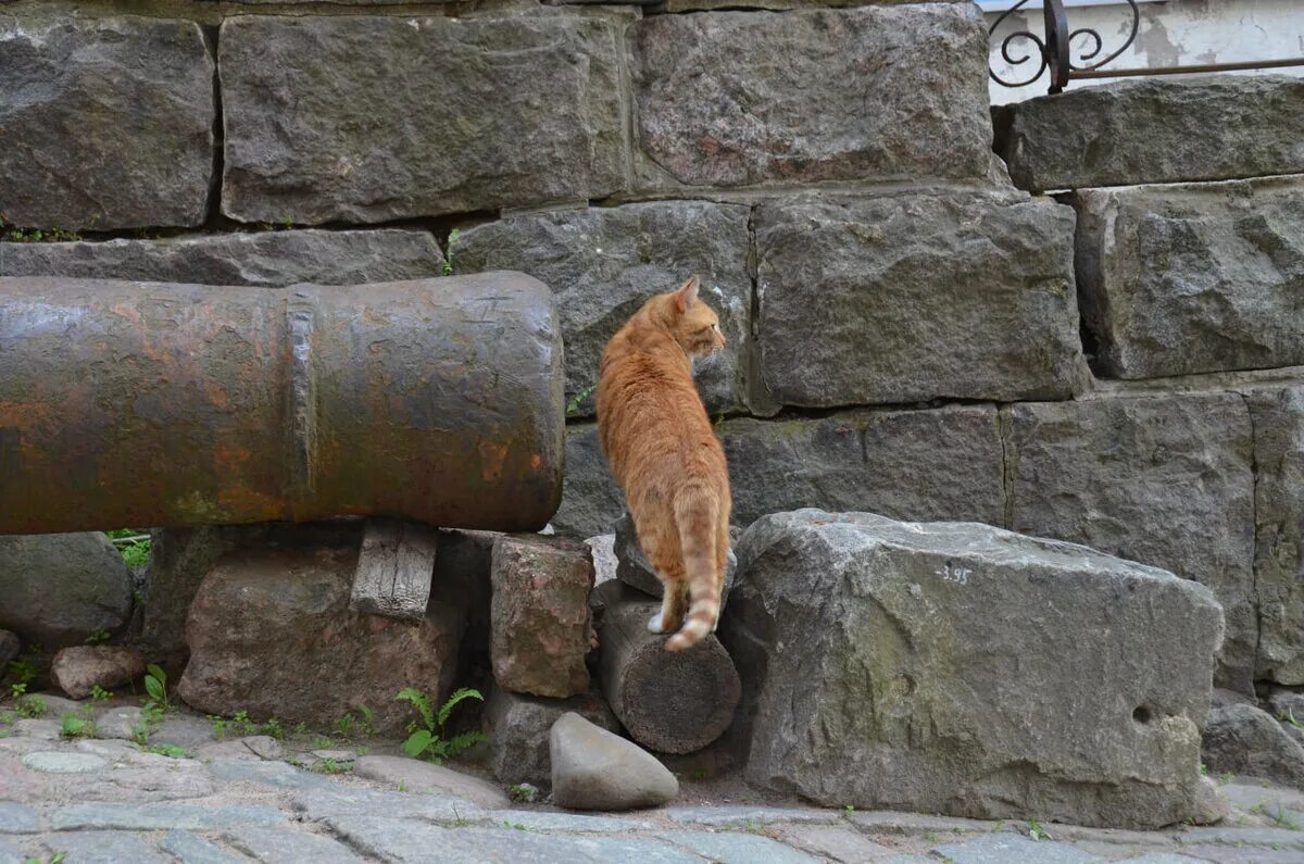 Коты выборга. Коты выборга