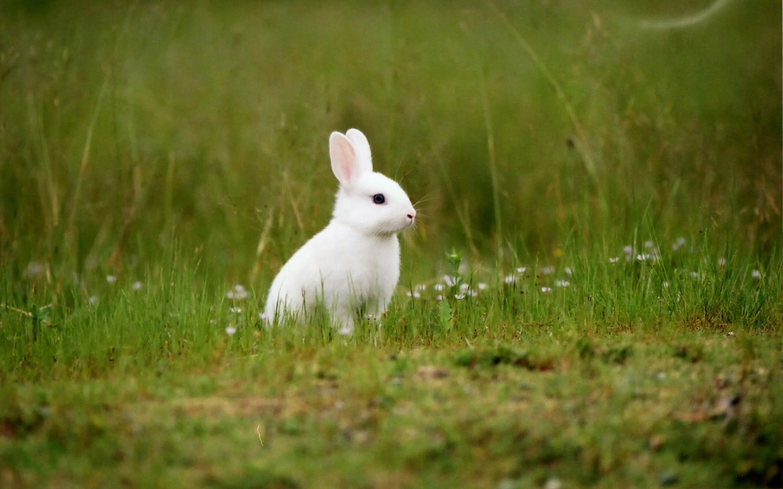 Включи где кролики. Белый кролик. Заяц белый. Заяц маленький. Маленькие Зайчата.